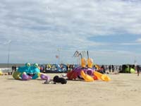 Cervia 20
                  (15)