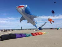 Cervia 20
                  (41)
