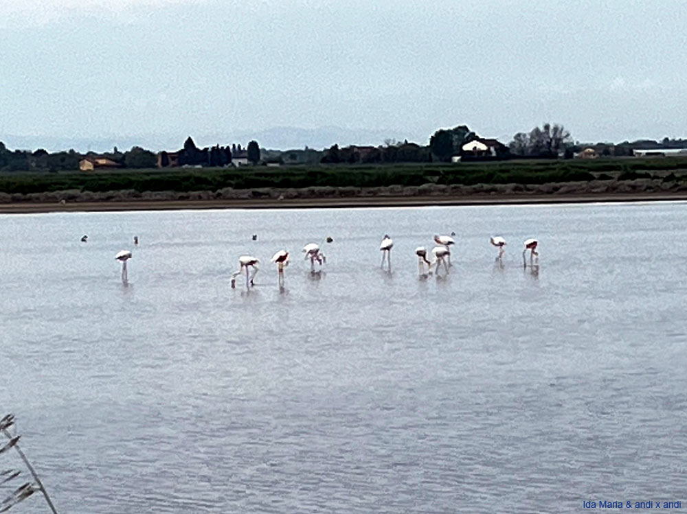 Cervia 25 (10)