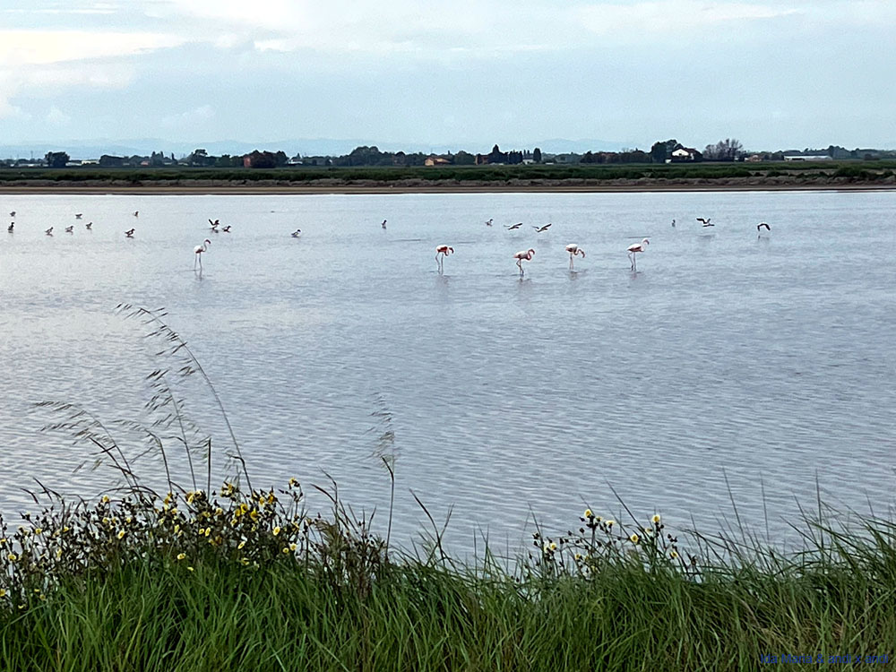 Cervia 25 (8)