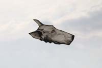 kites_043