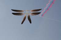 kites_054