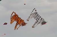 Cervia
                  2014 322