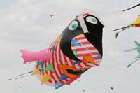 Cervia
                  2014 325