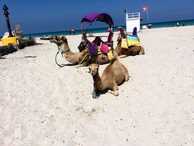 Djerba 24 (25)