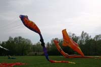 Ferrara
                  13_031