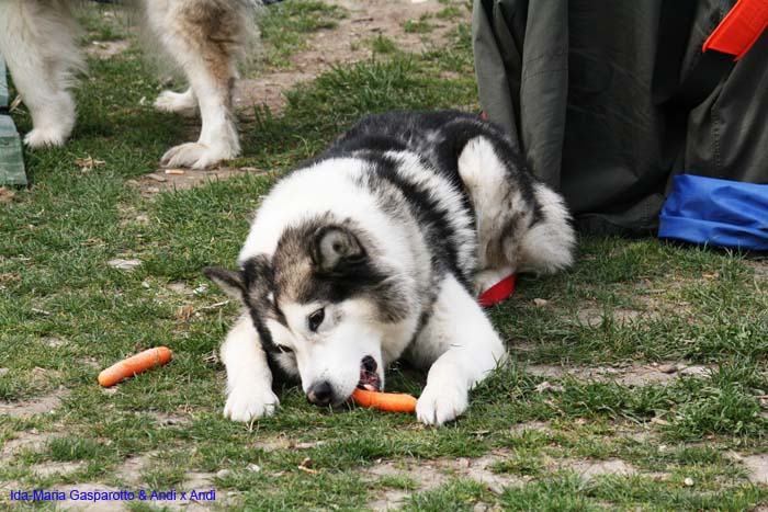 Fruehlingsdrachensteigen 2014  015