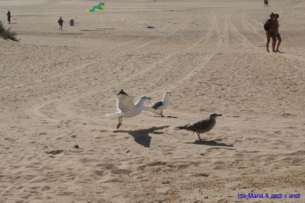 Fuerteventura 12_031