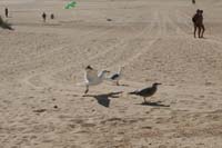Fuerteventura 12_031