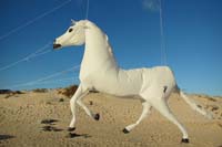 Fuerteventura 14_017