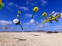 Fuerteventura 22
                                        (35)