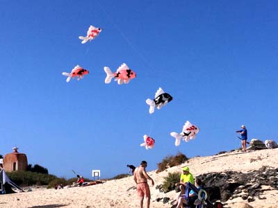 Fuerteventura 24
                                        (17)
