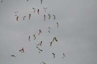 Wienherbst 12_022