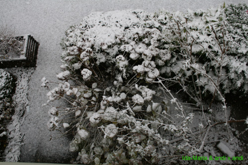 Schnee0009